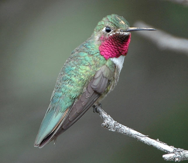 Black-chinned