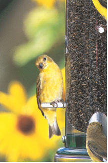 Goldfinch