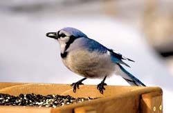 Mysterious Migration of Blue Jays