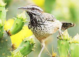 Cactus Wren