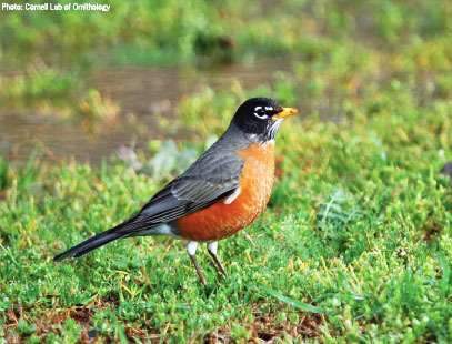 American Robin  Outdoor Alabama