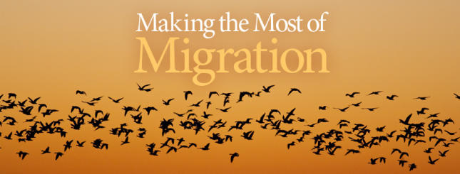 Help the birds during migration