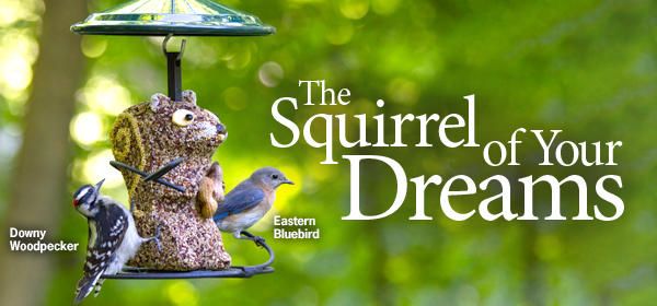 Peanut the Squirrel Seed Character
