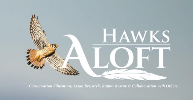 Hawk's Aloft